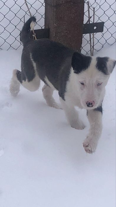 Щенки Якутской Лайки