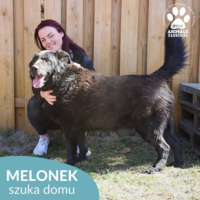 Melonek szuka kochającego domu