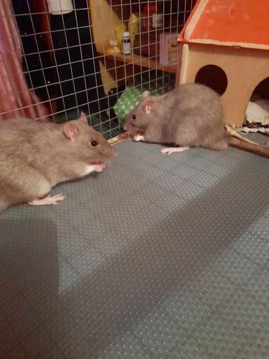 Домашние крысята