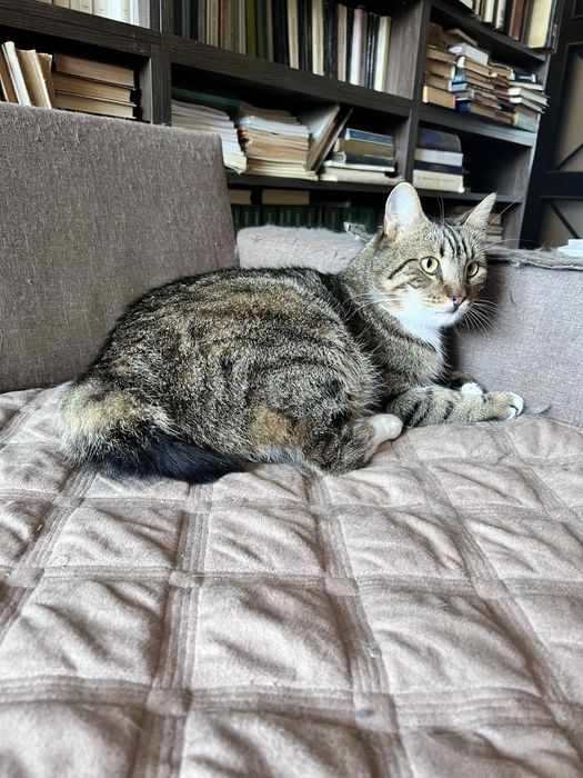 Великий добрий дуже ласкавий котик