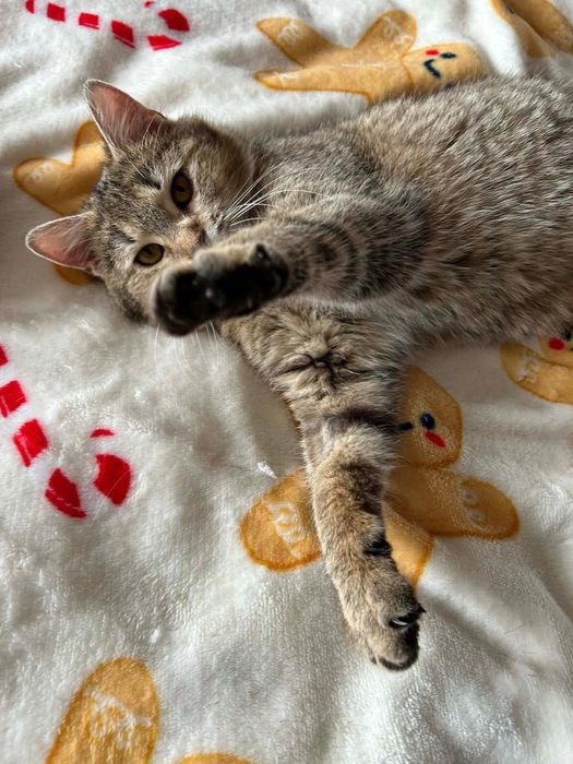 6 miesieczna kotka szuka domu