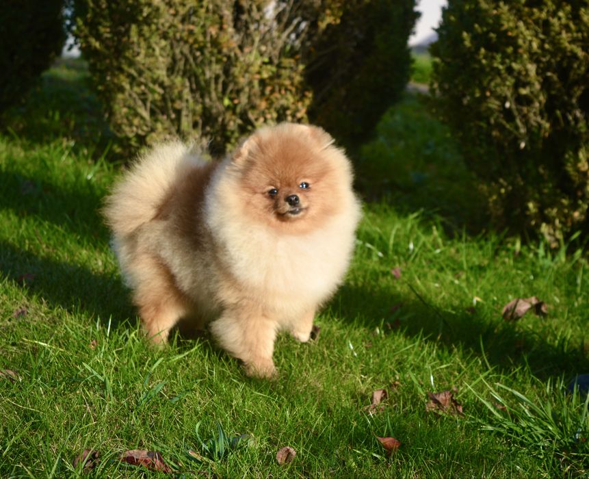 Дівчинка міні 8 місяців