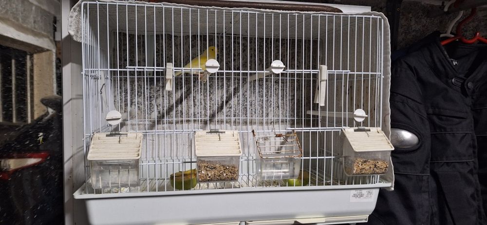 Canário macho + 2 gaiolas