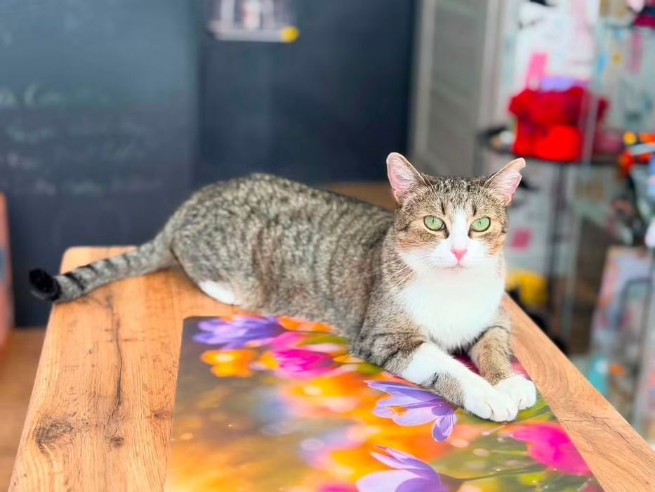 Muffinka urocza kotka do adopcji