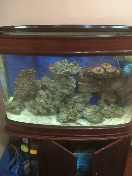 Срочно продаю морской аквариум