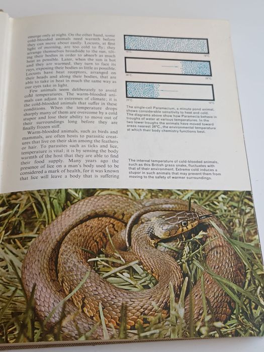 Animal behaviour