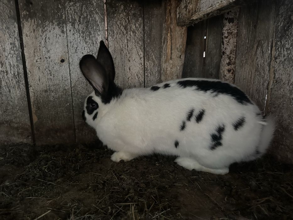 Продаються кролі