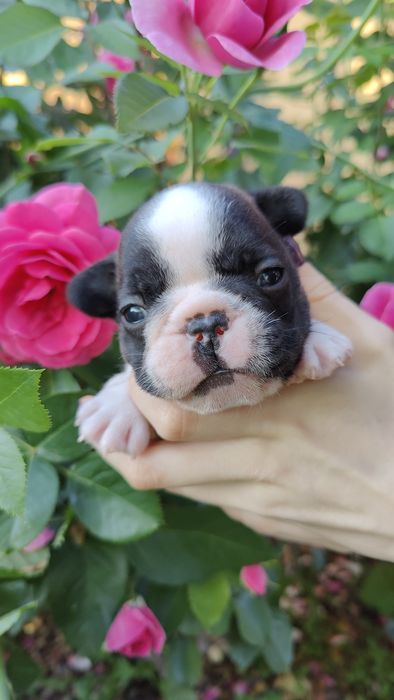 Buldog francuski ZKwP /FCI