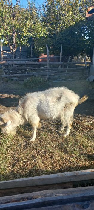 Цап парує кізок.