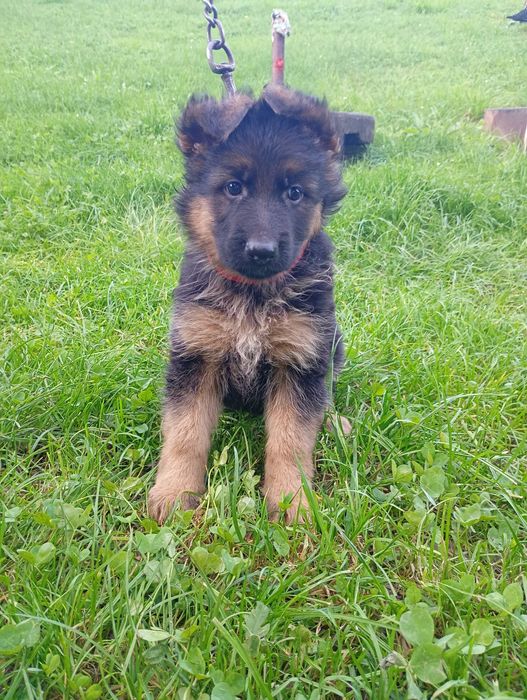 Owczarek Niemiecki SZCZENIAK