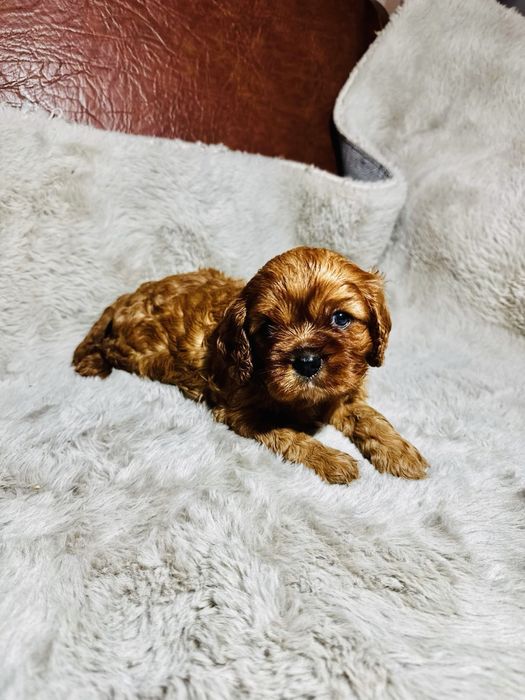 Cavalier King Charles Spaniel