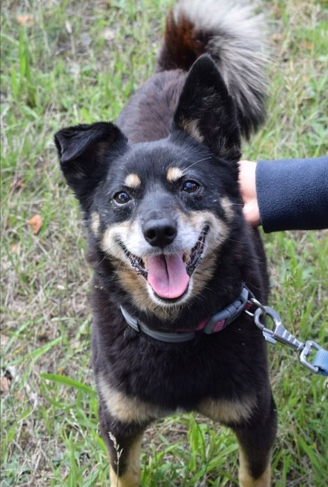 Mała i starsza sunia szuka domu