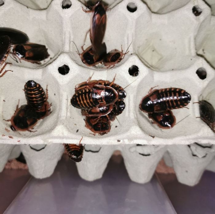 Sprzedam karaczan dubia argentynska  wszystkie rozmiary