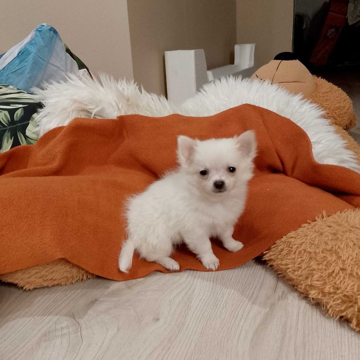 Chihuahua chłopiec długowłosy