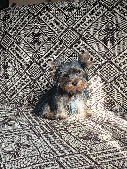 York Yorkshire terrier piesek