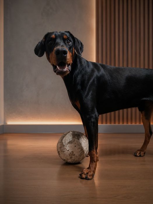 Dobermann procura namorada