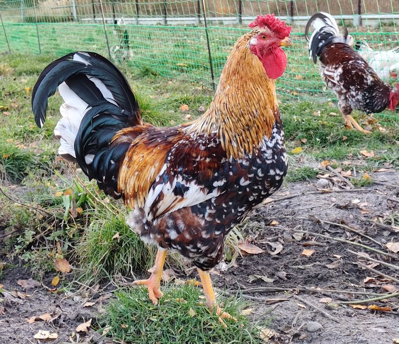 Jaja lęgowe kury zagrodowe