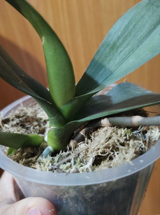 Орхідея фаленопсис з діткою