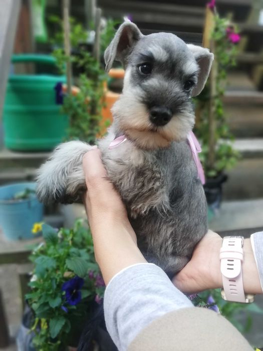 Sznaucer miniaturowy SUCZKA PIEPRZ-SÓL! wolna - ODBIÓR