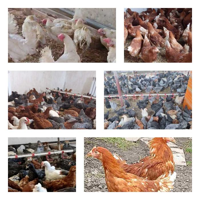 Продам кури несушки! Доставка безкоштовна. Могілів Подільскій!