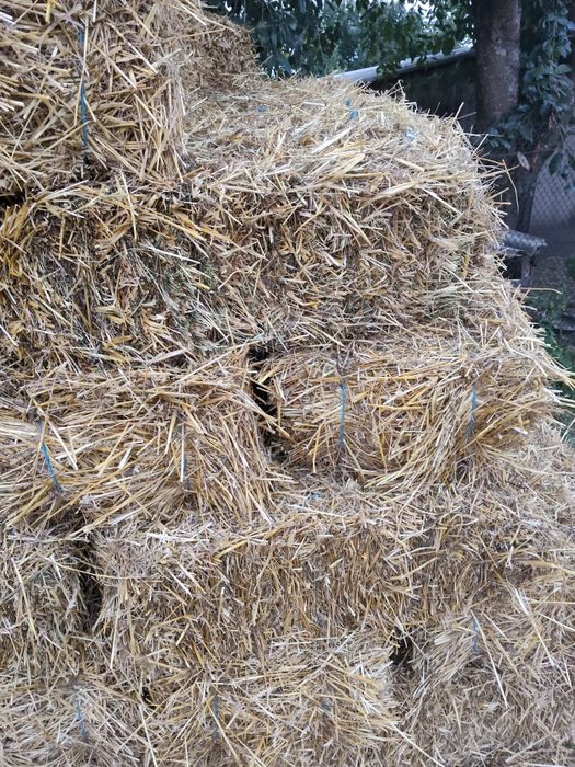 Продам пшеничну овсяні солому