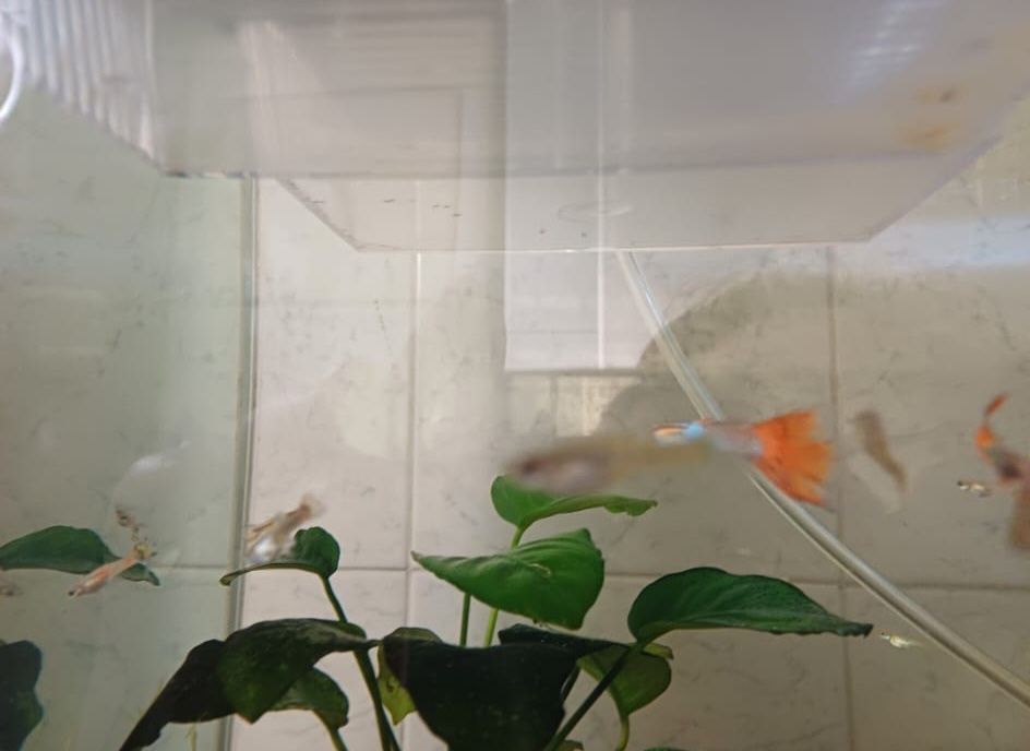 Peixes guppys machos e fêmeas