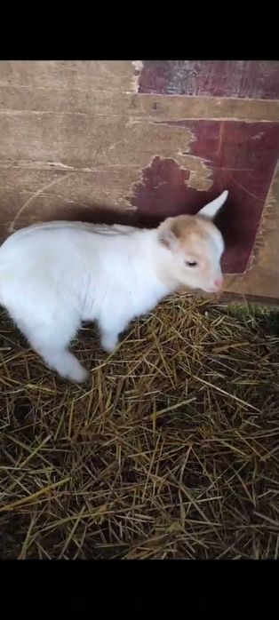 Cabras micro anãs de estimação