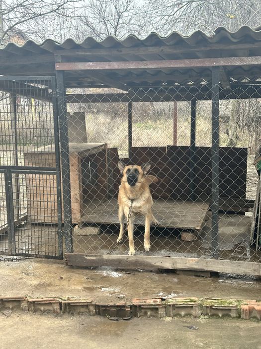 Віддам молодого песика в добрі руки