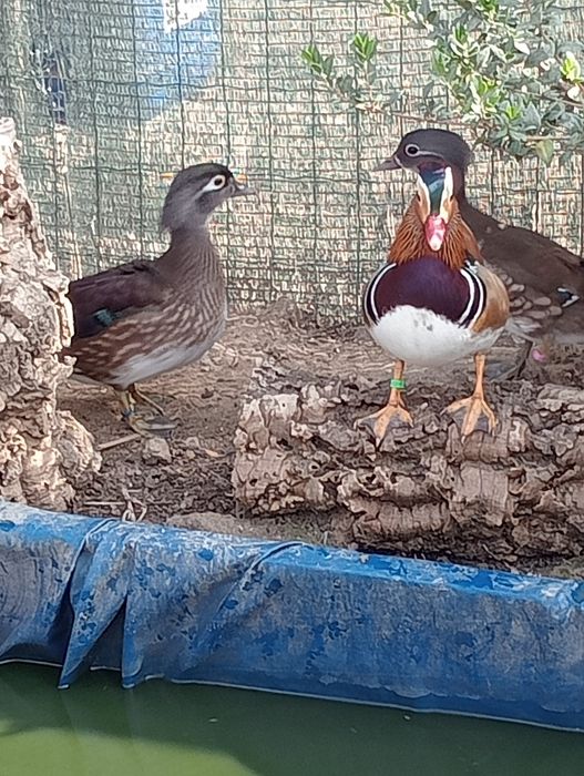 Casal patos mandarins