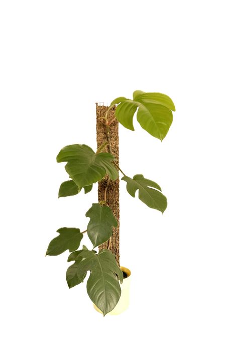 Palik z mchu sphagnum szerokość 8 cm grow vertical
