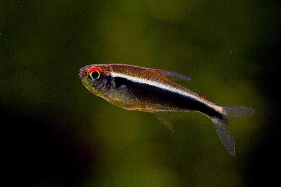 Neon Neon Negro (Hyphessobrycon Herbertaxelrodi)