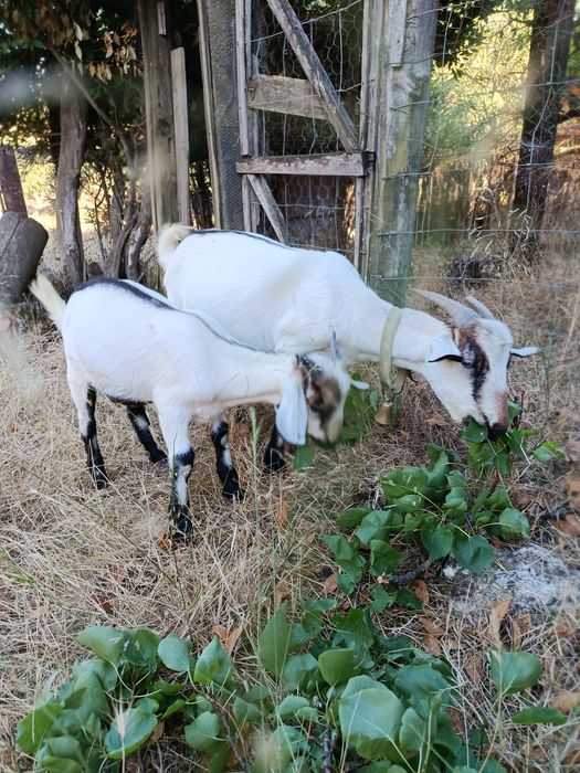 Cabrito macho serpentina