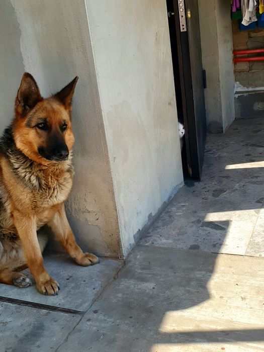 Щенки Немецкой Овчарки