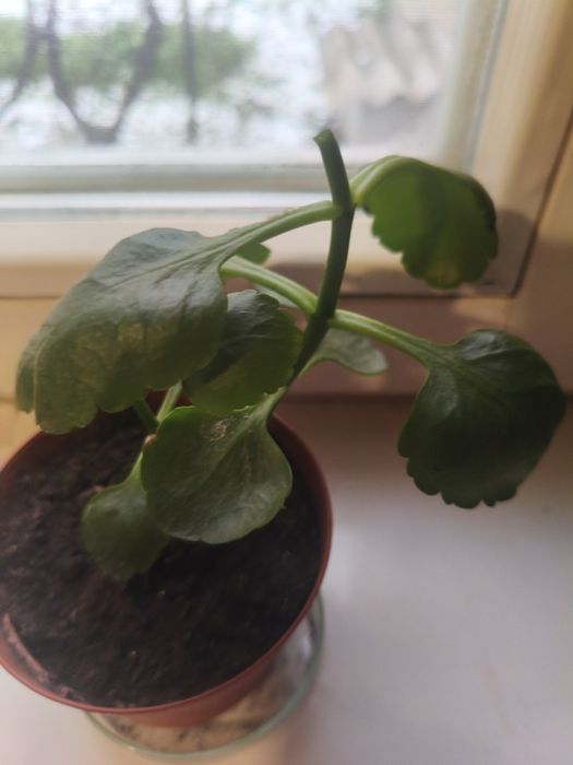 Росточки каланхое