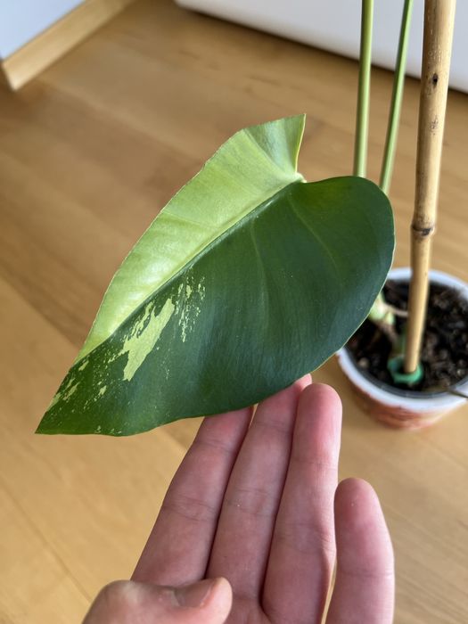 Monstera Green Mint