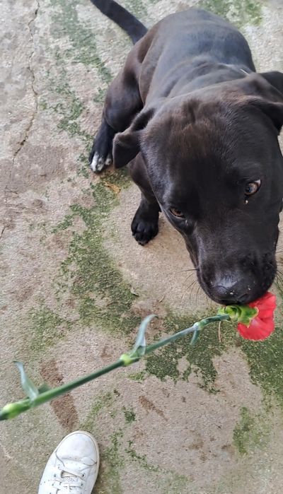 Cão para adoção responsável