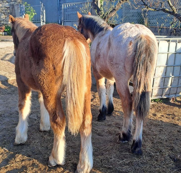 Poldros breton de 2025