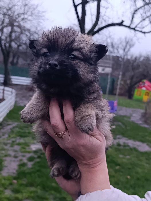 Цуценята метис в хороші руки