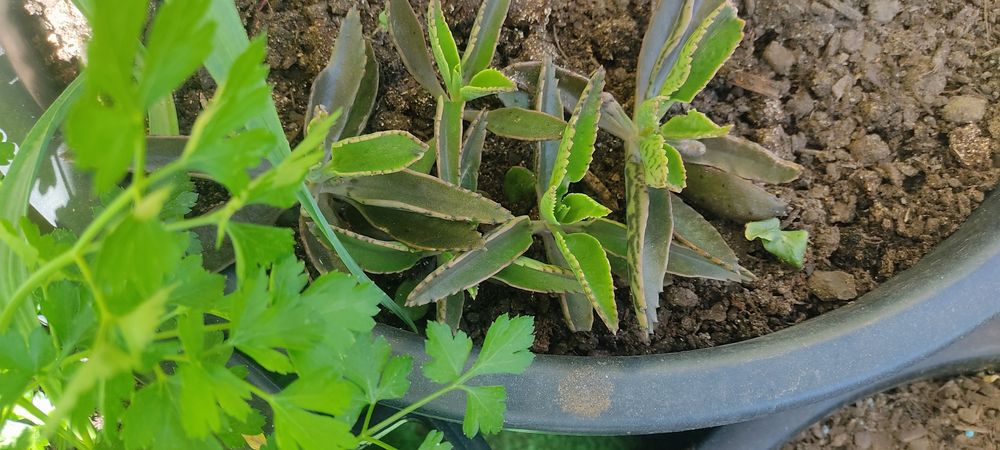 Suculentas Mãe-de-milhares – Kalanchoe daigremontiana
 Mãe-de-milhares