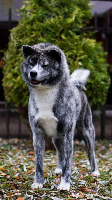 Молодий Акита ину на вязку