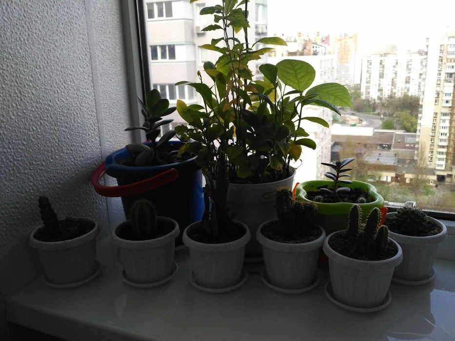 Экзотические комнатные цветы и растения для дома или офиса