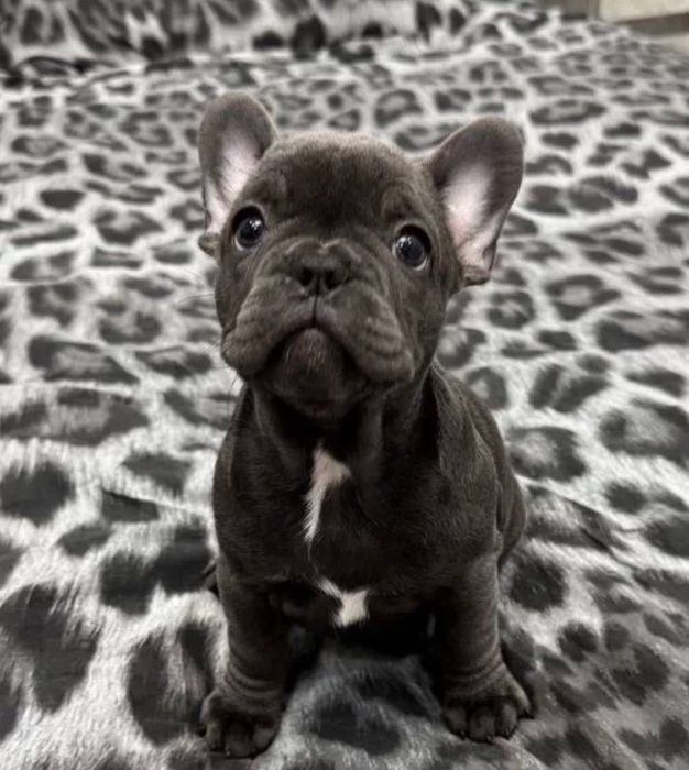 Собачка французький бульдог