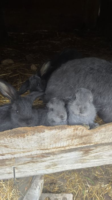 Sprzedam króliki barany francuskie