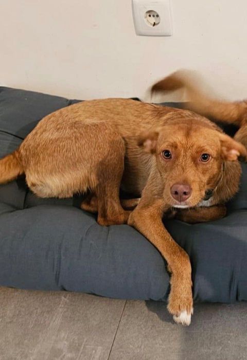 Cão jovem para adoção responsável