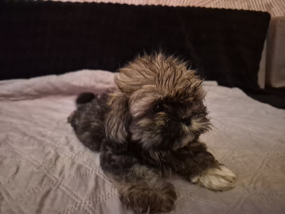 Śliczna suczka Shih Tzu