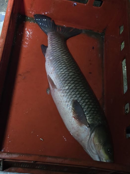 Narybek amura 15-20cm kroczek lipcówka Amur karp sazan