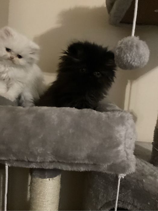 Pers kocurek  czarno czekoladowy