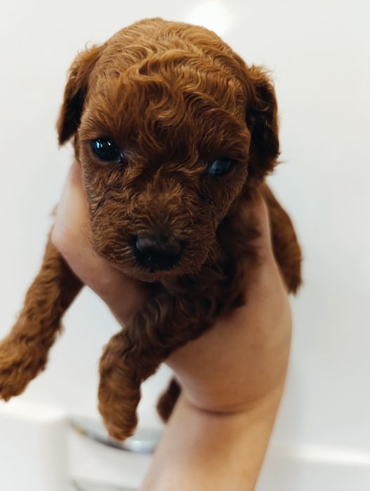 Той Пуделяшки Ред Браун і Ред