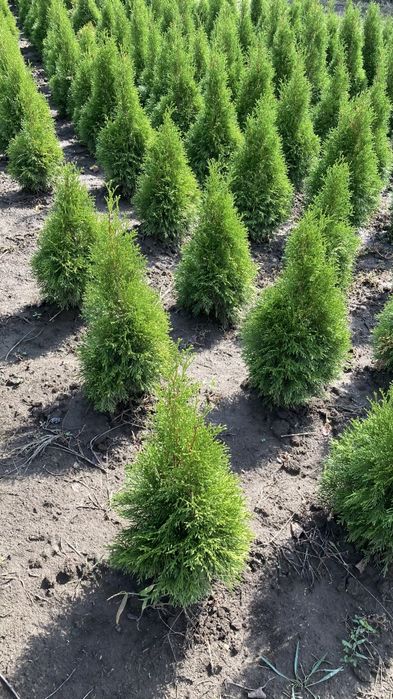 Туї, ялівець, самшит