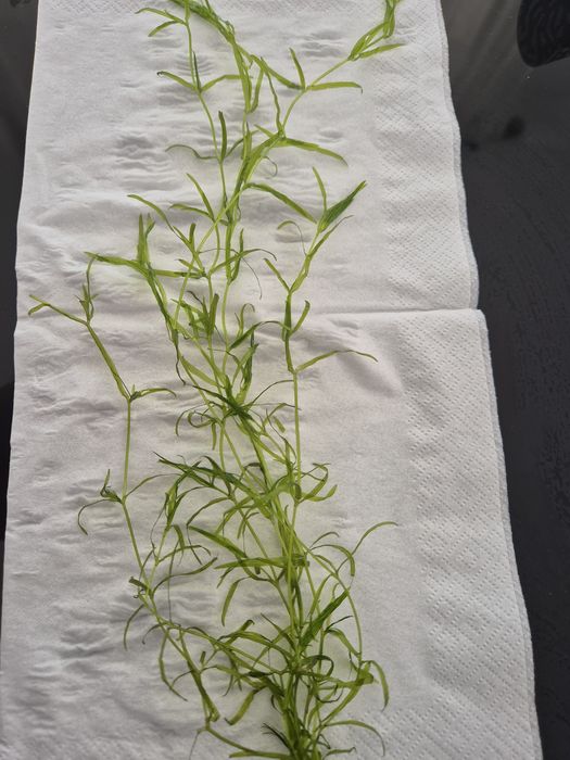 Planta para aquario 20 a 30 cm